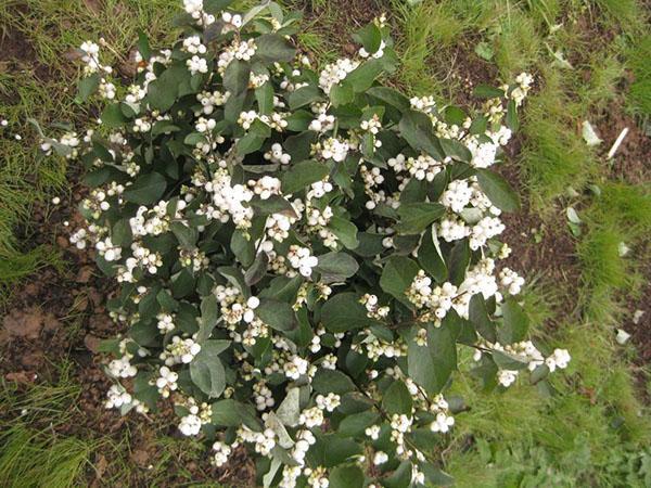 plodna snowberry