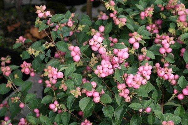 snowberry ružičasta