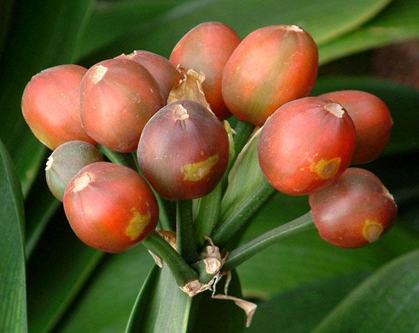 การสืบพันธุ์ของ clivia