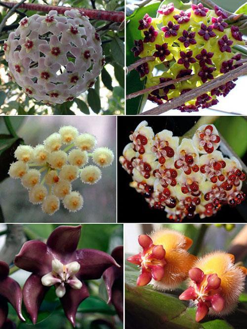 hoya varianter