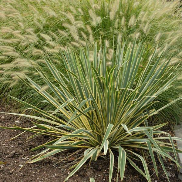 Yucca filamentosa พันธุ์ Bright Edge