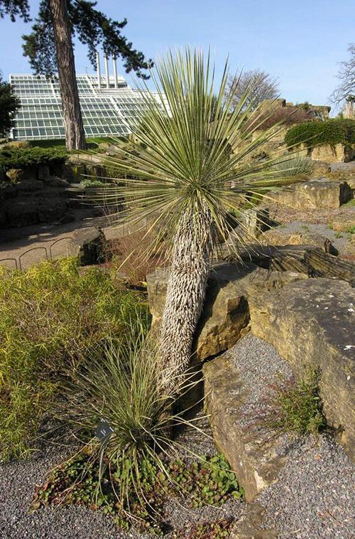 Yucca glauca