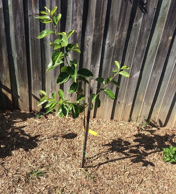 sadzonki persimmon