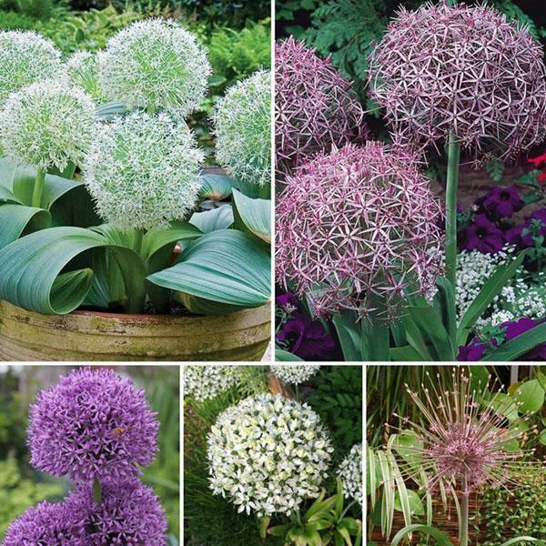 พันธุ์ allium