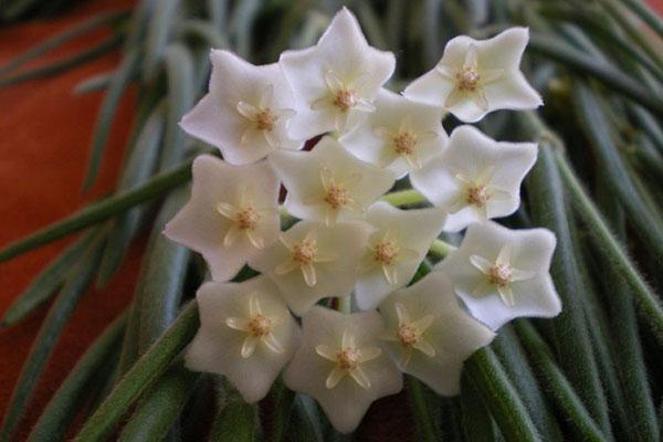 hoya umbellate blomsterstand