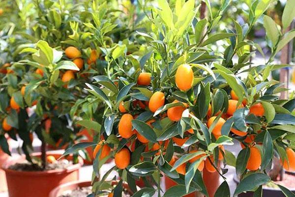 kumquat กระถาง