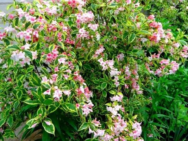 odmiany weigela