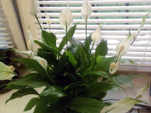 spathiphyllum na okně