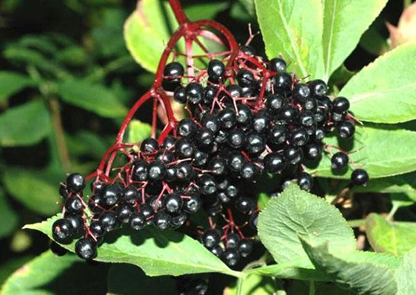 คุณสมบัติที่เป็นประโยชน์ของ Elderberry