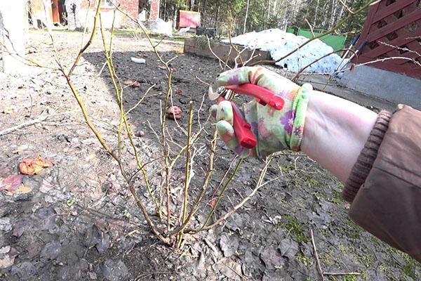 beskjæring av blåbær