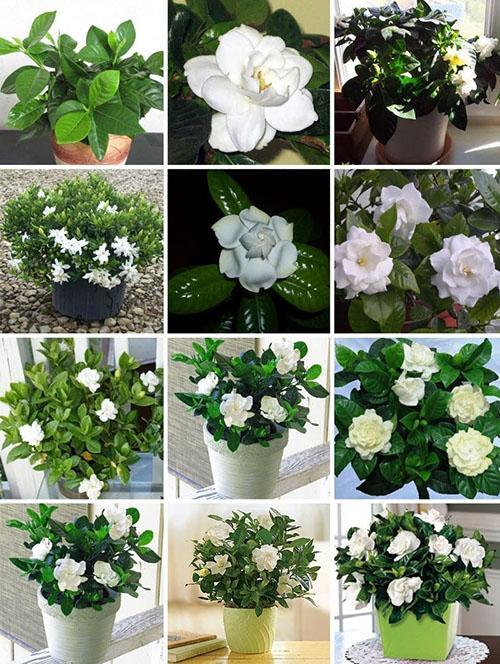 gardenia pleie