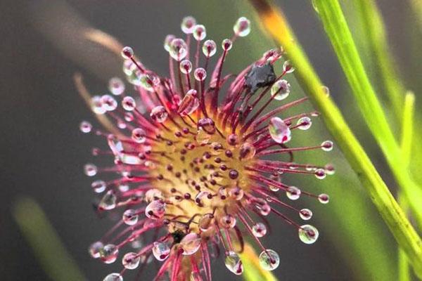 sundew