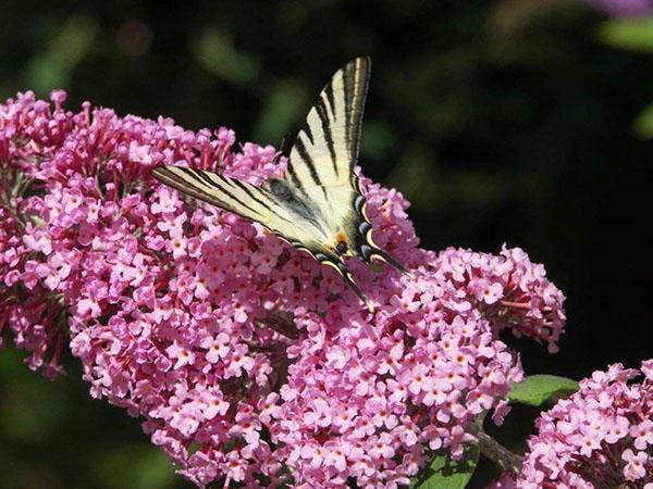 blomsterstand av asiatisk budley