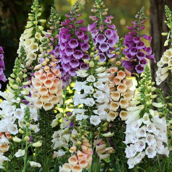 ประเภทและพันธุ์ของ foxglove