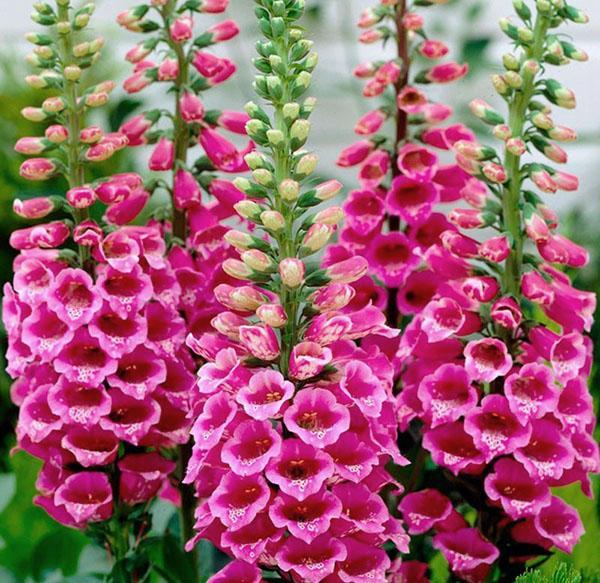 Foxglove ออกดอกสดใส