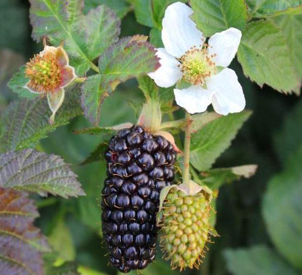 fruiting varianter gigantiske