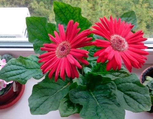 gerbera w oknie