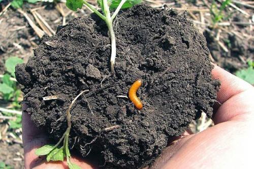 hvordan bli kvitt en wireworm