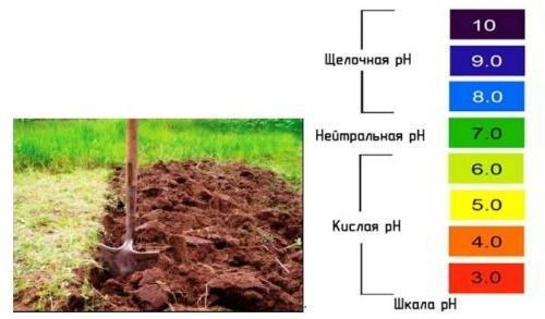 kako odrediti kiselost tla