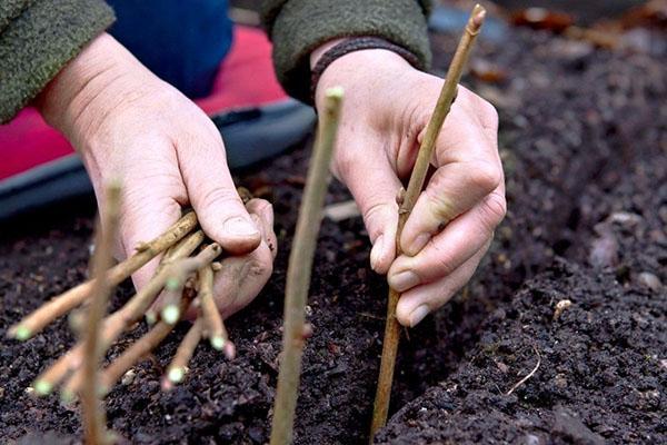 forplantning av dogwood ved stiklinger