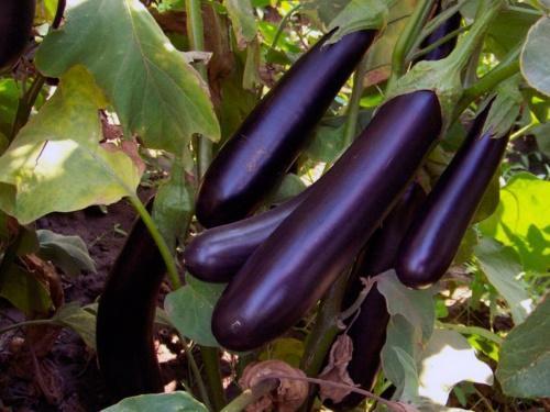 hvordan å dyrke aubergine