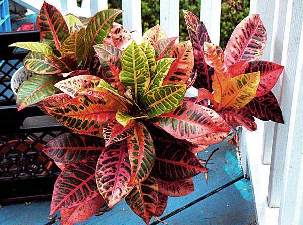 lunefull croton