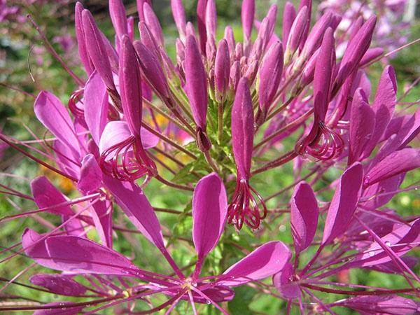 blomstrende cleoma