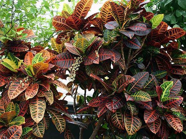 croton koffert