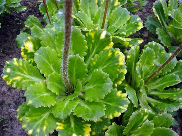 høsting av saxifrage blader