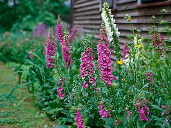 สรรพคุณทางยาของ foxglove