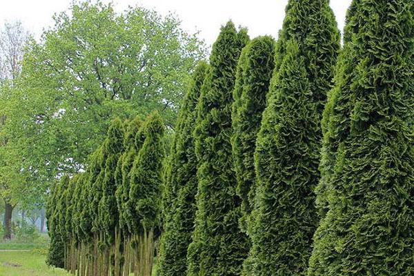 léčivé vlastnosti dekorativní thuja