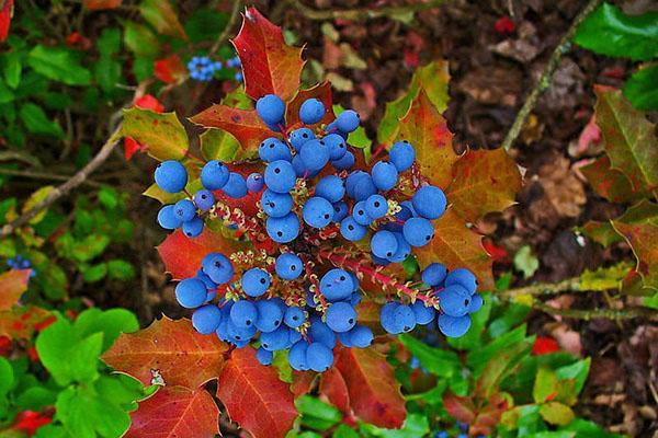 ผลไม้ของ Mahonia Holly