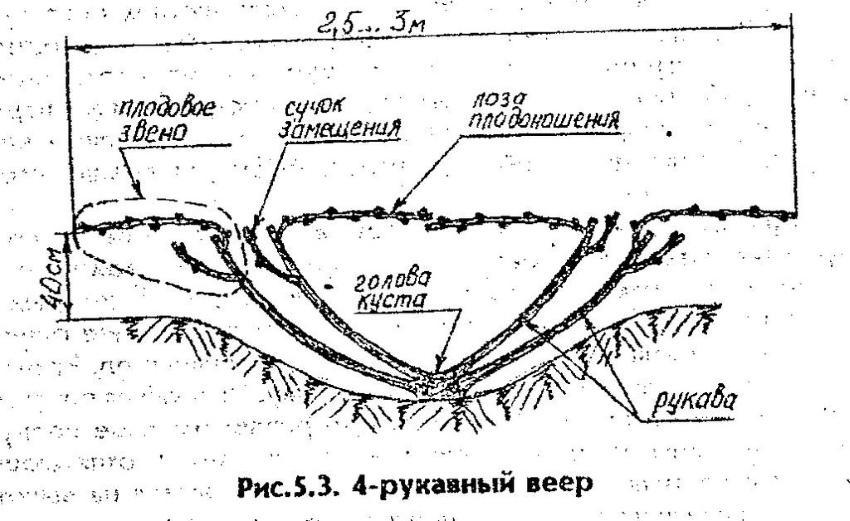 schemat krzewów winnych