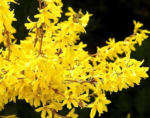 forsythia kvete brzy na jaře