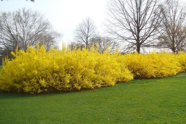 forsythia ในต้นฤดูใบไม้ผลิ