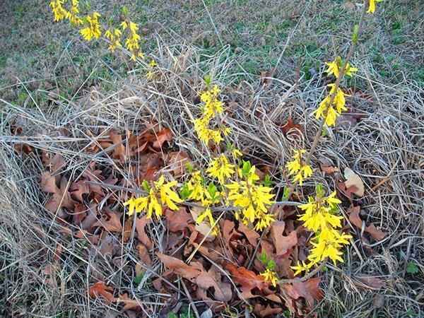 ทำไม Forsythia ไม่บาน