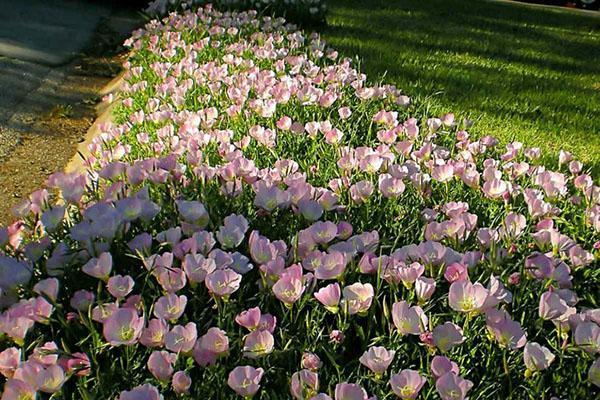 blomsterbed med nattlys