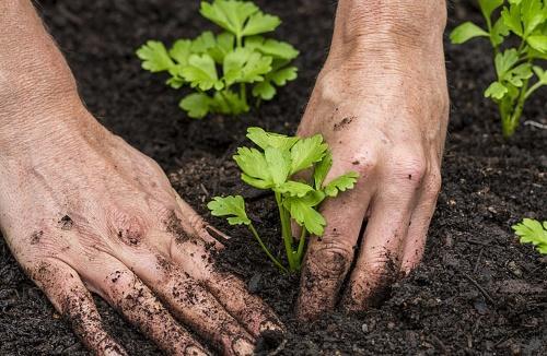 planting i hagen