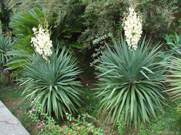 plante yucca hage