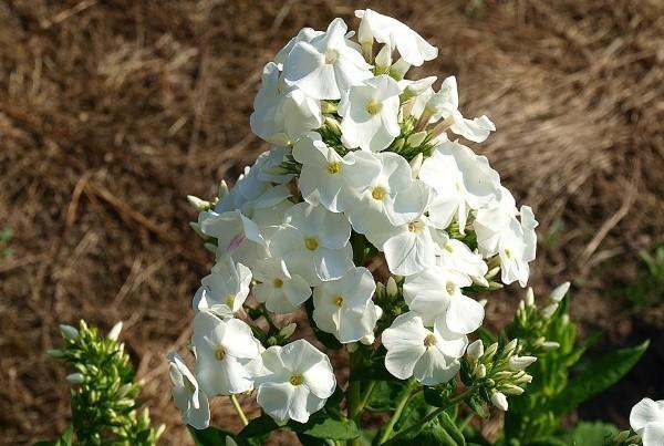 sent blomstrende floks