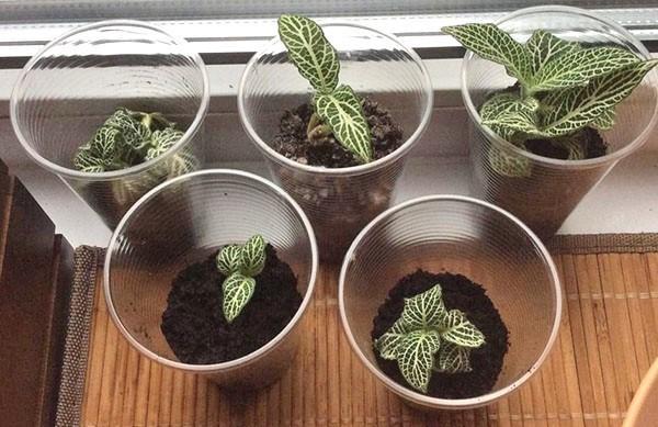 การผสมพันธุ์ fittonia