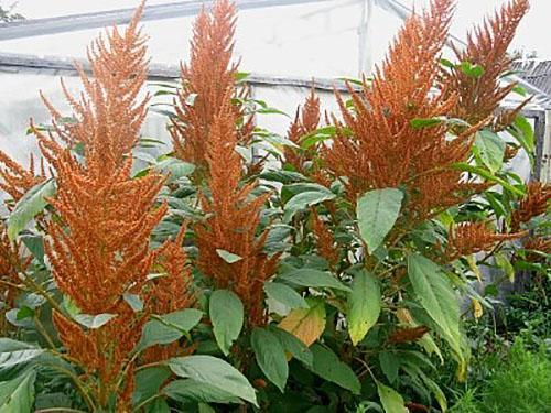 Amaranth Giant