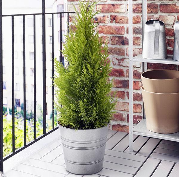 thuja indoor