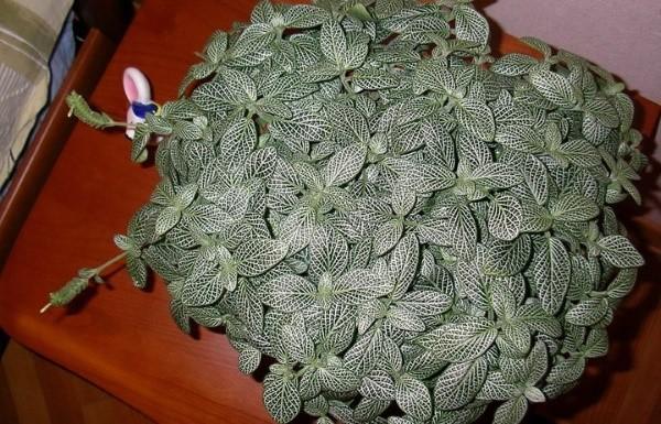 การดูแล fittonia