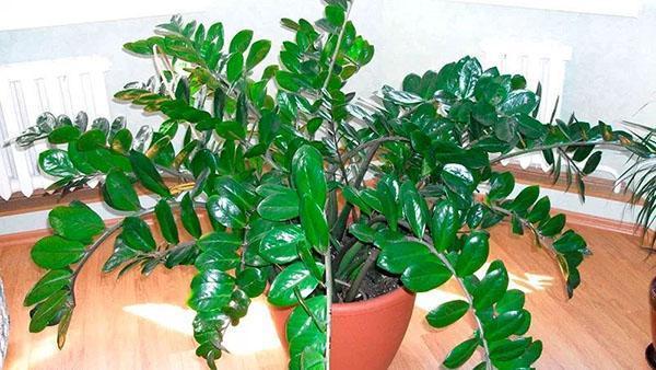 péče o zamioculcas