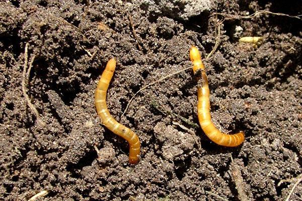 wireworm drap