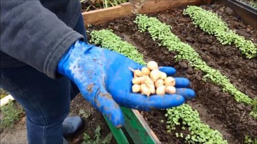 vårplanting