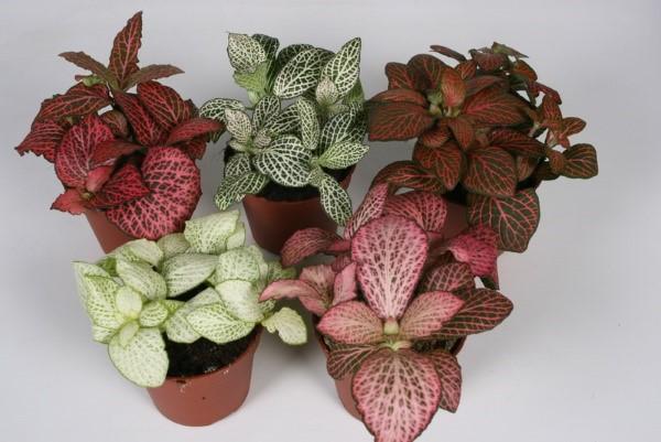 ประเภทของ fittonia