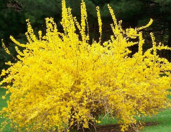 ประเภทและพันธุ์ของ Forsythia