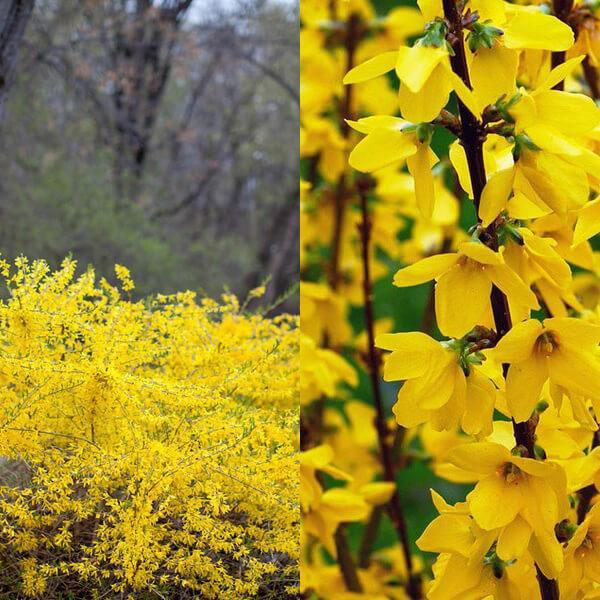 forsythia blomstrer